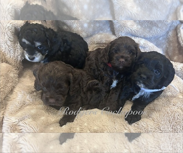 Medium Photo #1 Cockapoo (Miniature) Puppy For Sale in BLUE MOUNTAIN, MS, USA