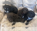 Image preview for Ad Listing. Nickname: Litter of 4