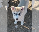 Small Photo #7 Siberian Husky-Timber Wolf Mix Puppy For Sale in FRESNO, CA, USA