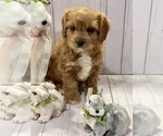 Puppy 2 Cavapoo