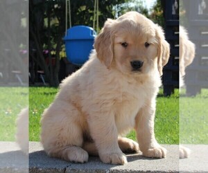Golden Retriever Puppy for sale in FREDERICKSBURG, OH, USA
