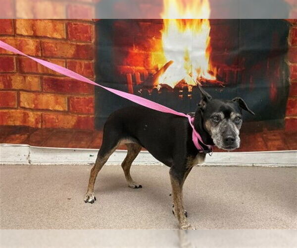 Medium Photo #1 Chihuahua Puppy For Sale in San Bernardino, CA, USA