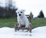 Small Photo #3 West Highland White Terrier Puppy For Sale in WARSAW, IN, USA