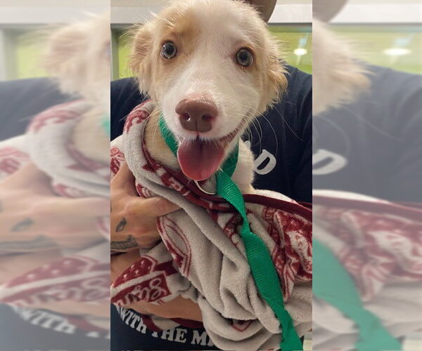 Medium Photo #1 Chihuahua-Unknown Mix Puppy For Sale in Rancho Cucamonga, CA, USA