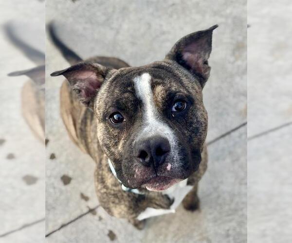 Medium Photo #2 American Pit Bull Terrier Puppy For Sale in Center Township, PA, USA