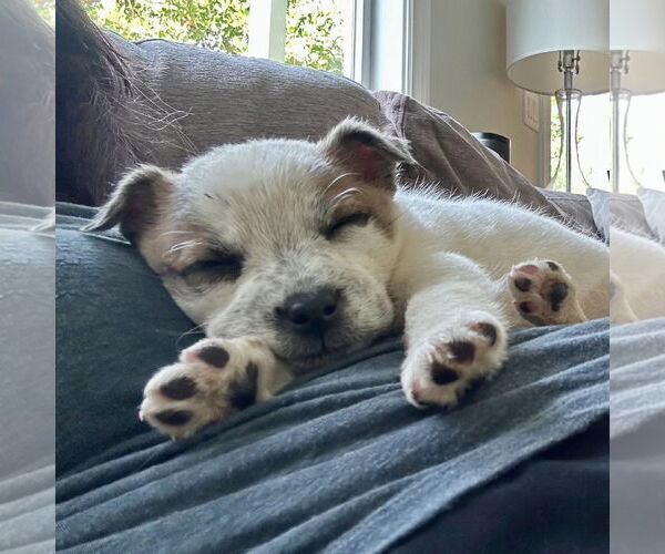 Medium Photo #3 Mutt Puppy For Sale in Paso Robles, CA, USA