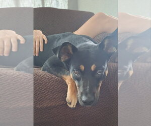 RAFIK - Male Mutt Dog for Adoption - Photo #8