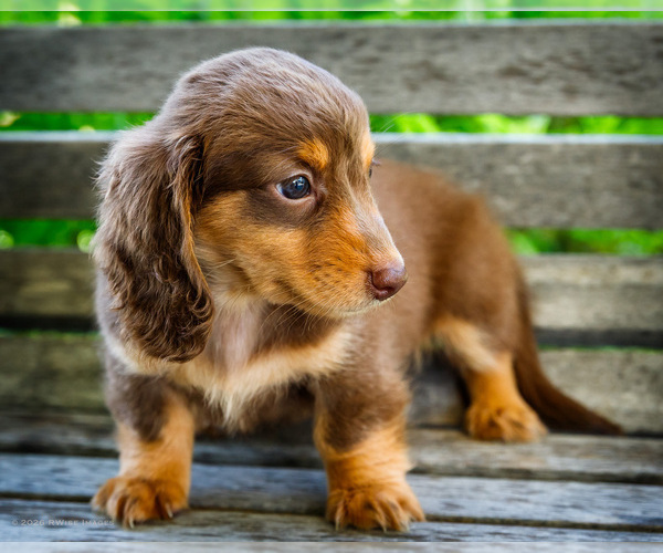 Medium Photo #1 Dachshund Puppy For Sale in WAKARUSA, IN, USA