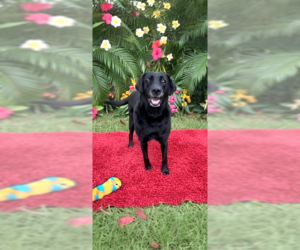 Clara & Sasha Maria - Female Labrador Retriever Dog for Adoption - Photo #8