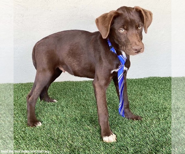 Medium Photo #6 Chocolate Labrador retriever-Unknown Mix Puppy For Sale in San Diego, CA, USA
