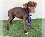 Small #5 Chocolate Labrador retriever Mix