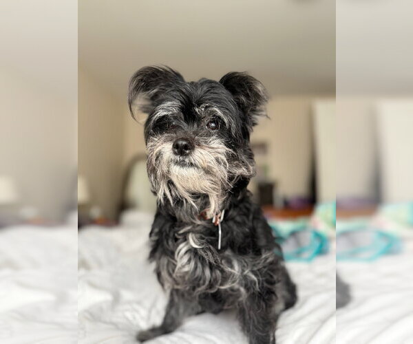 Medium Photo #2 Shih Tzu-Unknown Mix Puppy For Sale in Clarkston, MI, USA