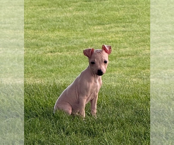Medium Photo #2 Miniature American Hairless Terrier Puppy For Sale in MEDFORD, MA, USA