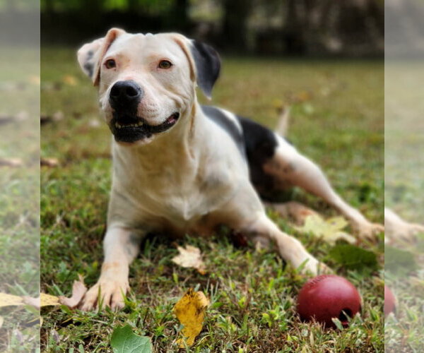 Medium Photo #7 American Pit Bull Terrier-Unknown Mix Puppy For Sale in Greenville, SC, USA