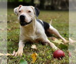 Small #6 American Pit Bull Terrier Mix