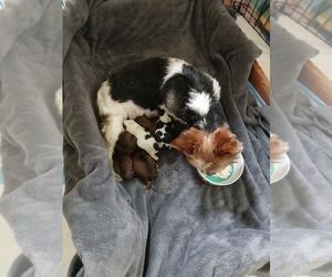 Mother of the Yorkshire Terrier puppies born on 08/07/2025