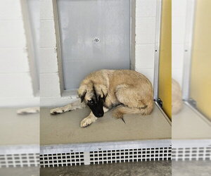 Anatolian Shepherd-Unknown Mix Dogs for adoption in Temple, TX, USA