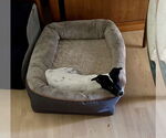 Small #1 Jack Russell Terrier Mix