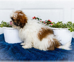 Small #3 Shih Tzu