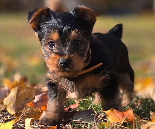 Medium Photo #5 Yorkshire Terrier Puppy For Sale in NILES, MI, USA