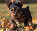 Small #4 Yorkshire Terrier
