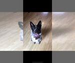 Small #3 Mutt