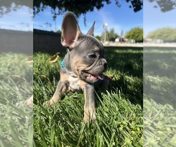 Medium Photo #2 French Bulldog Puppy For Sale in HEMET, CA, USA