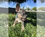 Small Photo #9 French Bulldog Puppy For Sale in HEMET, CA, USA