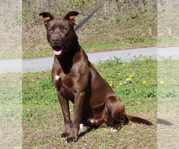 Medium Photo #4 Labrador Retriever-Unknown Mix Puppy For Sale in Prattville, AL, USA