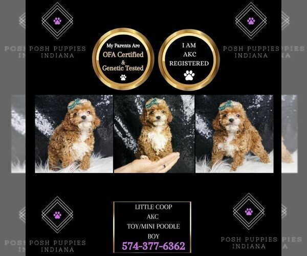 Medium Photo #2 Poodle (Toy) Puppy For Sale in WARSAW, IN, USA