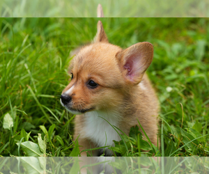 Medium Pembroke Welsh Corgi