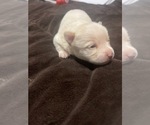 Small Photo #19 Chiranian Puppy For Sale in HOUSTON, TX, USA