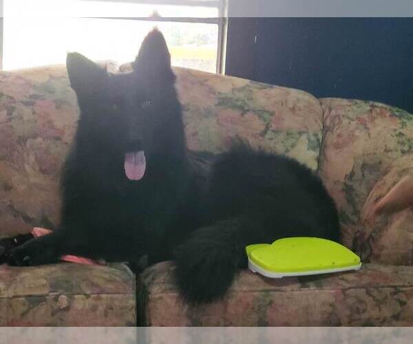 Medium Photo #1 German Shepherd Dog Puppy For Sale in FORT COLLINS, CO, USA