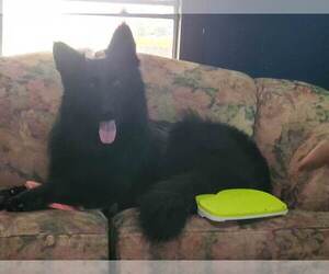 Father of the German Shepherd Dog puppies born on 02/24/2025
