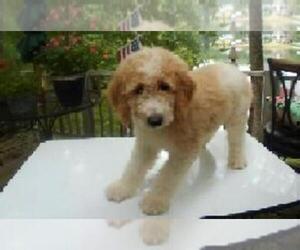 Goldendoodle Puppy for sale in VALLEY, AL, USA
