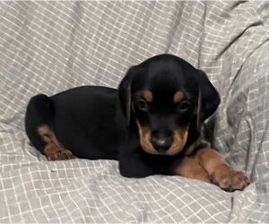 Beagle-Spaniel Mix Dogs for adoption in Pottstown, PA, USA