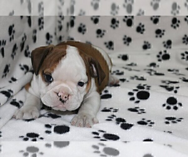 Medium Photo #2 English Bulldog Puppy For Sale in GREAT FALLS, VA, USA