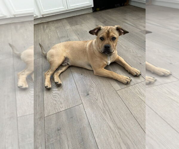 Medium Photo #7 French Bulldog-Unknown Mix Puppy For Sale in Lake Forest, CA, USA