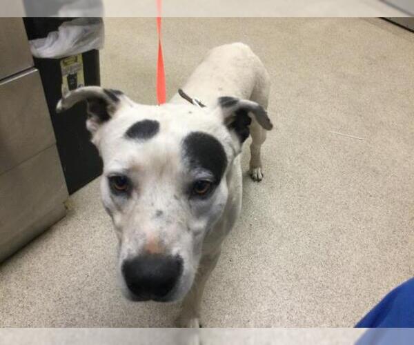 Medium Photo #1 Mutt Puppy For Sale in Riverside, CA, USA