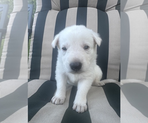 Medium Photo #1 German Shepherd Dog Puppy For Sale in SPRINGFIELD, MO, USA