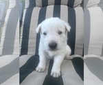 Puppy Yeti German Shepherd Dog