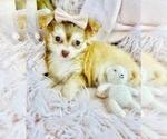 Small #14 Chihuahua