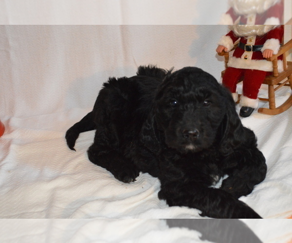 Medium Photo #4 Goldendoodle Puppy For Sale in CHILLICOTHE, OH, USA