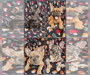 French Bulldog Puppy for sale in CLEVELAND, OK, USA