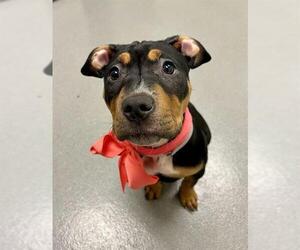 Mutt Dogs for adoption in San Francisco, CA, USA