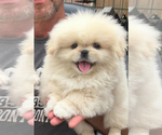 Small Pekingese