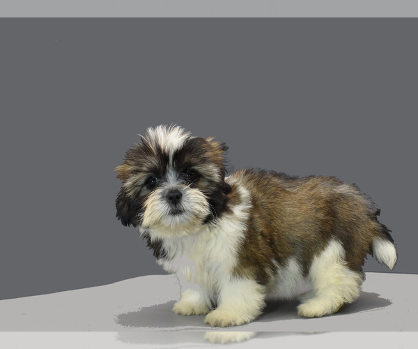 Medium Photo #8 Shih Tzu Puppy For Sale in SAN DIEGO, CA, USA