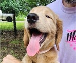 Small #2 Goldendoodle