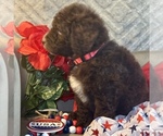 Small #4 F2 Aussiedoodle