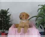 Puppy Tina Pending Golden Retriever